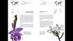 Read The Book of Orchids: A life-size guide to six hundred species from around the world Free PDF Book