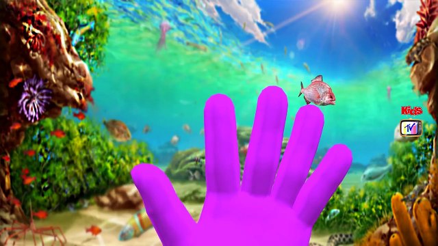 Mega Animals Collection Finger Family Rhymes | Animals Cartoon Finger Family | Animals Finger Family