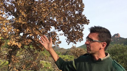 Interview d'un garde-forestier au sujet de la sécheresse dans l'Esterel