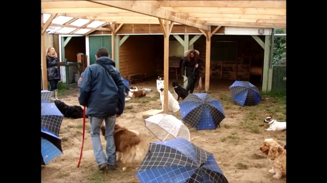 Journée éducation canine 12/11/2017