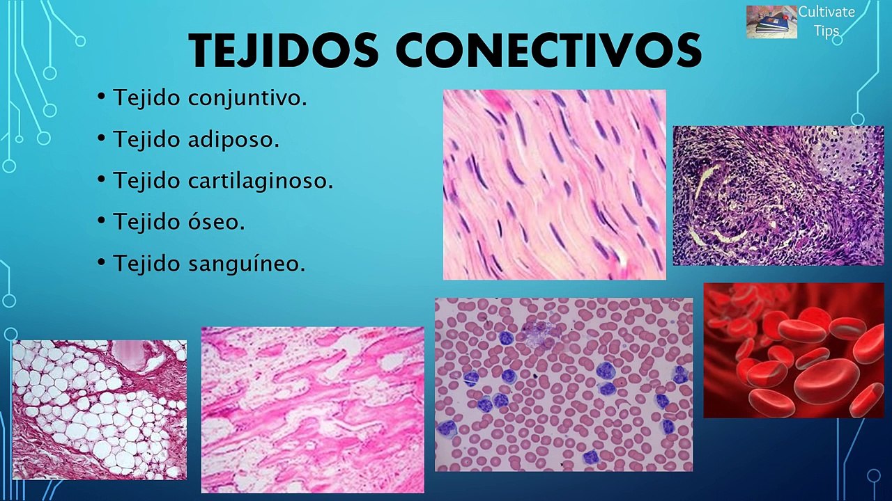 Tejidos animales - Biología