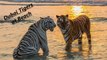 Only in Dubai - Owner take tigers to the beach - Dubai luxury pets
