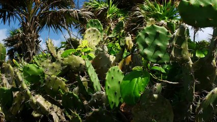 SEVEN WONDERS OF THE WORLD