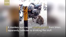 Monkey Addicted to Gasoline