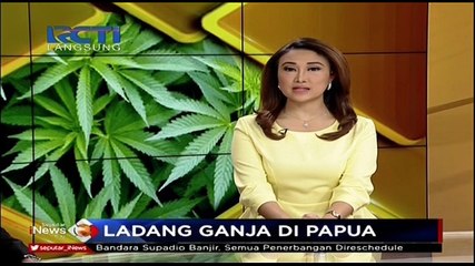 Download Video: Penemuan Ladang Ganja di Wilayah Perbatasan RI-Papua Nugini