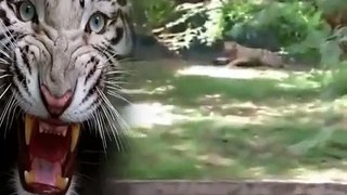 [와일드애니멀] 인도 동물원의 위험한 호랑이