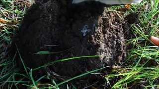 Metal Detecting: The Pile w/20 Very Old Coins Under The Clothes Line