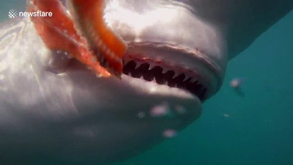 GoPro camera captures inside of a shark's mouth