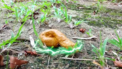 Bad Kids & Giant Poop Attack! Johny Johny Yes Papa Song Nursery Rhymes Song for Children-purcgmMI7Vc