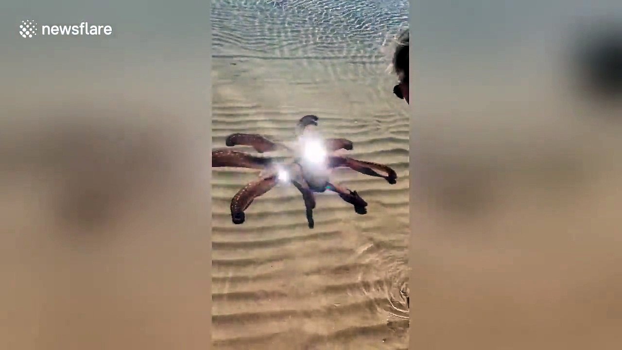 Friendly octopus swims up to tourists to 'show off'