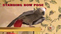 Flexible parrot demonstrates birdie yoga