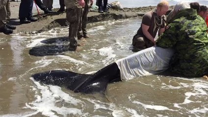 New Zealand Army Helps Save Stranded Orca