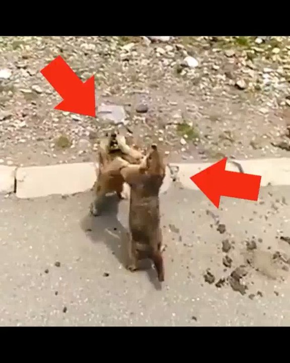 Vicious roadside brawl..  Tag someone who need to see this! Don't forget to follow me