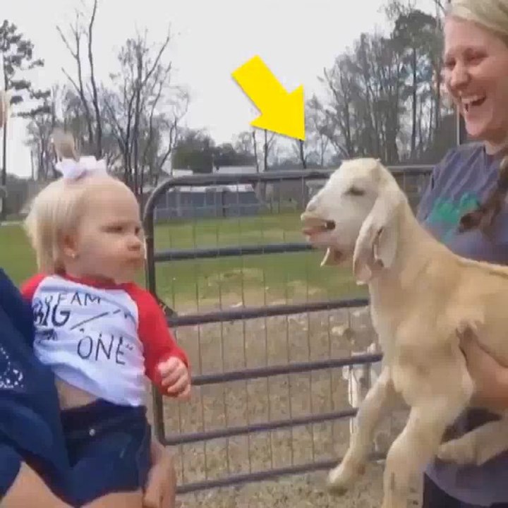 This is why I love Goats ❤ Don't forget to follow me