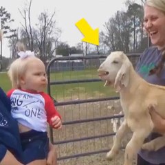 This is why I love Goats ❤ Don't forget to follow me