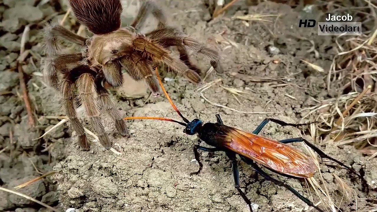 호랑이 vs 곰 진짜 전투 가장 놀라운 야생 동물 공격 사자 기린 뱀 빅배틀
