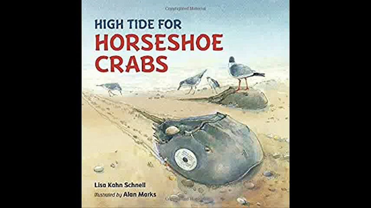 High Tide for Horseshoe Crabs