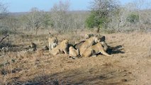 Hungry Lions vs an angry buffalo herd