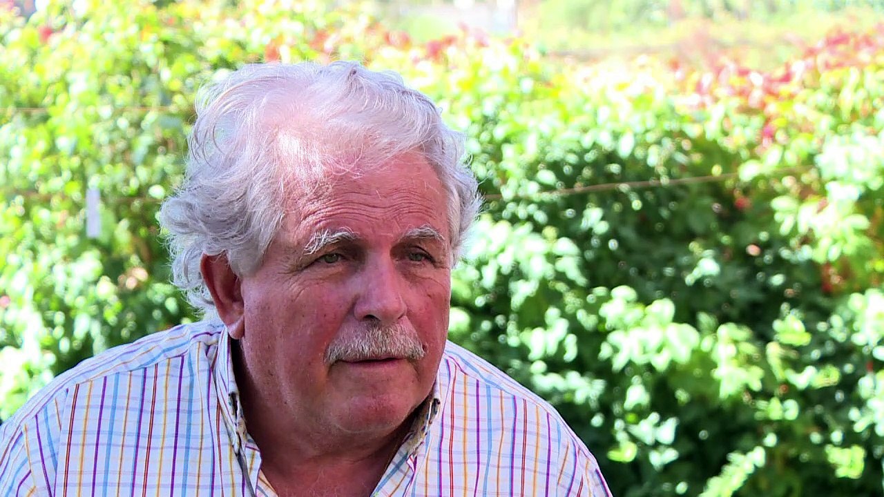 Wein staat Weed im Libanon