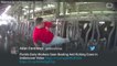 Florida Dairy Worker Fired After Beating And Kicking Cows