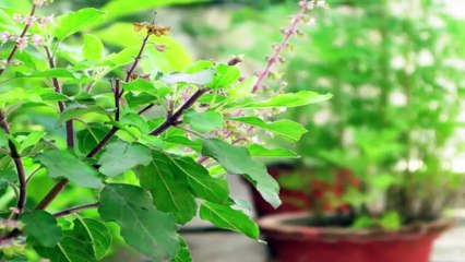 9 नवम्बर बड़ा गुरुवार रात तकिये के नीचे तुलसी के सिर्फ़ 5 पत्ते इतना आएगा पैसा की संभाल नहीं पाओगे