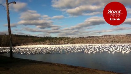 Binlerce kazın göl üzerindeki 'eşsiz' uçuşu