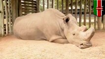 Photo of last male Northern White Rhino breaks the internet