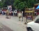 cow lose control and attack old man in India