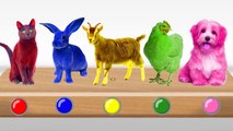 Learn Colors with Balloons Popping Domestic Animals Learning Animal Names and Colors for Kids