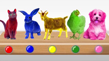 Learn Colors with Balloons Popping Domestic Animals Learning Animal Names and Colors for Kids