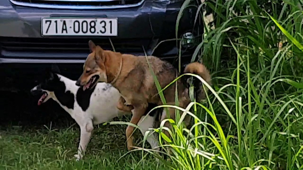 Dog mating on street. season dogs mating. Phối giống chó trên dường về