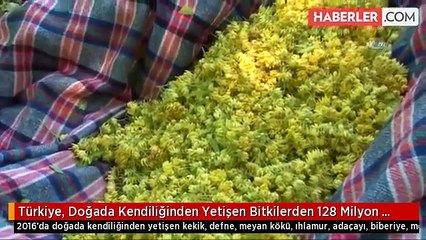 Türkiye, Doğada Kendiliğinden Yetişen Bitkilerden 128 Milyon Dolar Kazandı