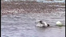 Danse de séduction impressionnante entre deux cygnes !