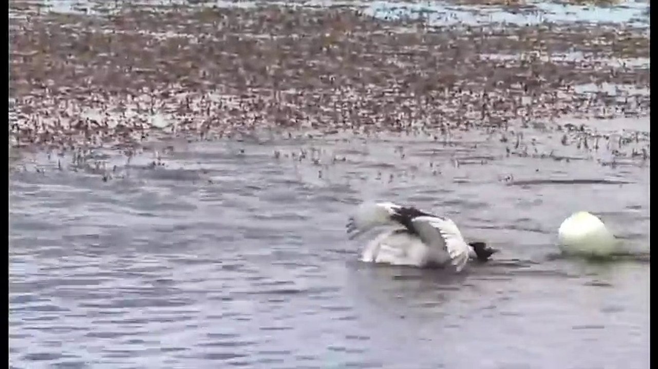Danse de séduction impressionnante entre deux cygnes !