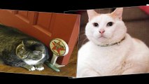 Top best fat cats - Funny cats !