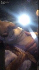 Jazz : en larmes après que deux filles lui aient volé son chien