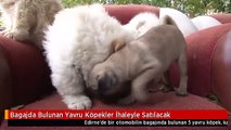 Bagajda Bulunan Yavru Köpekler İhaleyle Satılacak