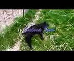 Fainting Goats, funny goat videos.