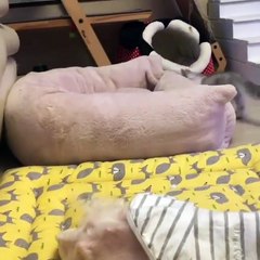 Kucing Lucu Sangat Menggemaskan Terbaru 2017