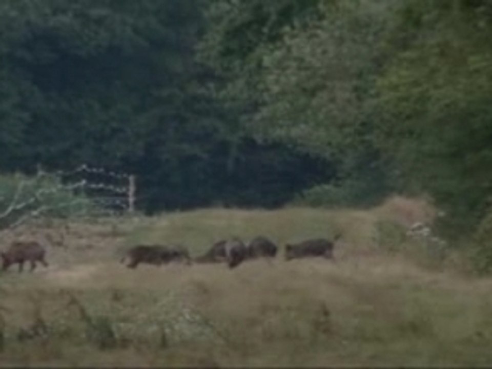 Chasse - Sanglier à l'affût