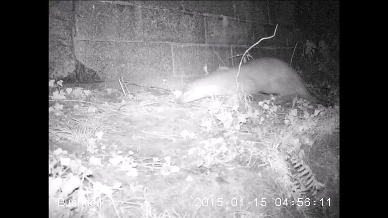 Loutre sur la Dore