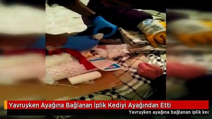 Yavruyken Ayağına Bağlanan İplik Kediyi Ayağından Etti