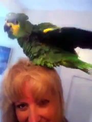 Parrot Loves When Owner Blow Dries Her Hair