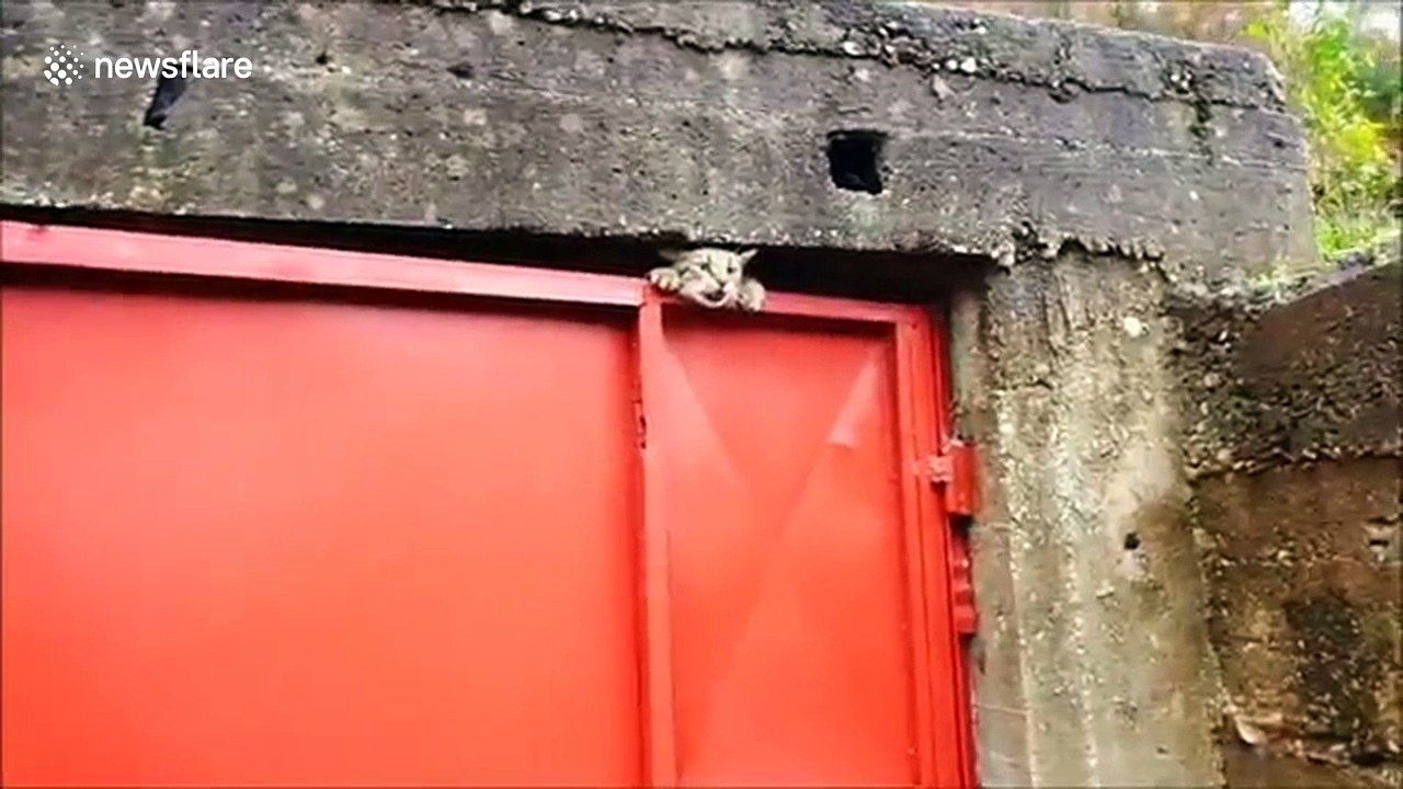 Cat rescued after getting head stuck in garage door