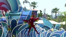 Special Last Day Blue Horizons at SeaWorld San Diego 8-12-15