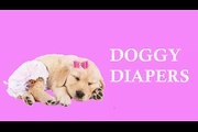 Doggy Diapers For Your Pooch