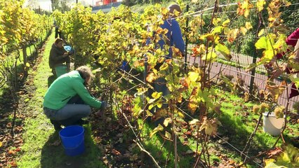 From grape to table, Dutch community toasts urban vines