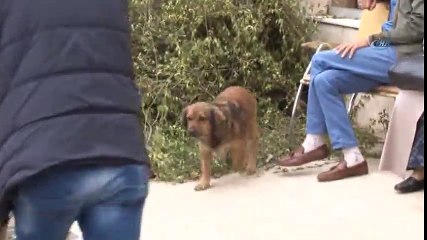 Sahibini Hastane Bahçesinde Bekleyen Köpekten İnsanlık Dersi