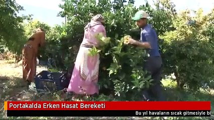 Portakalda Erken Hasat Bereketi