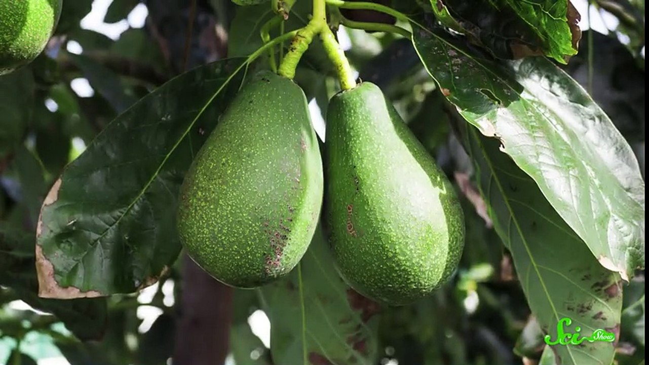 Why Avocados Shouldn't Exist